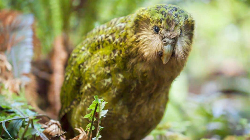 The Impact of Pests on New Zealand's Iconic Kākāpō