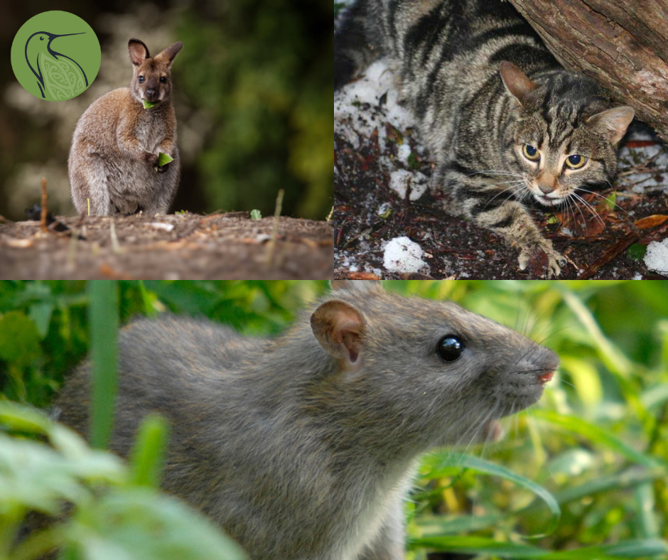 Comparing Pest Control Strategies: New Zealand vs. the World