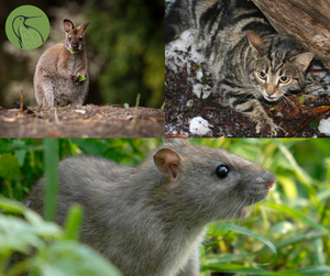 Comparing Pest Control Strategies: New Zealand vs. the World