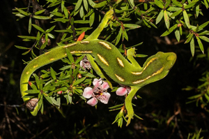 A Beginner's Guide to Lizards in New Zealand Part One