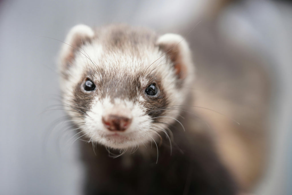 Mustelids in New Zealand & Their Impact on Native Flightless Birds