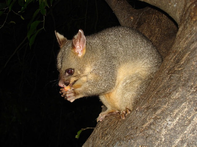 Understanding the Threat: How Possums Impact New Zealand's Ecosystems and Economy