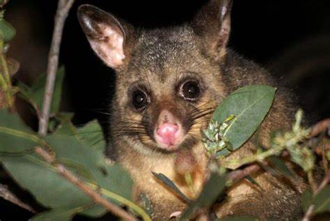 A Beginner's Guide to Possum Control in an Urban Setting