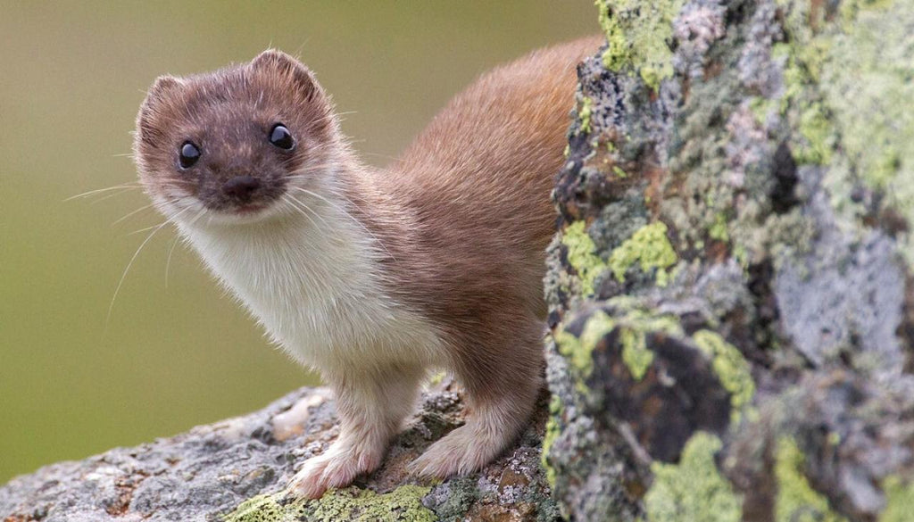 A Beginner’s Guide to Stoat Control