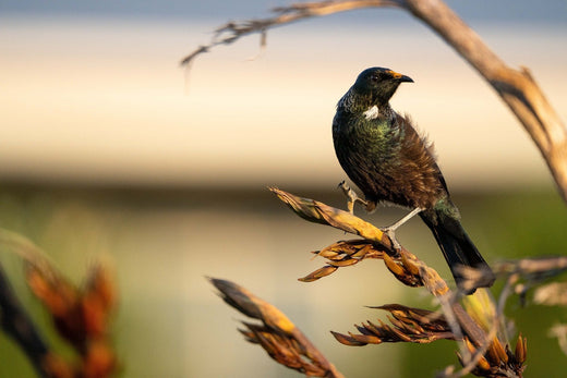 The New Zealand Tui: Habitat Destruction by Pests and How to Prevent It