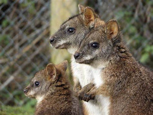 A Beginner’s Guide to Wallaby Control: Understanding and Managing Dama and Parma Wallabies